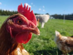 Hen Close-up